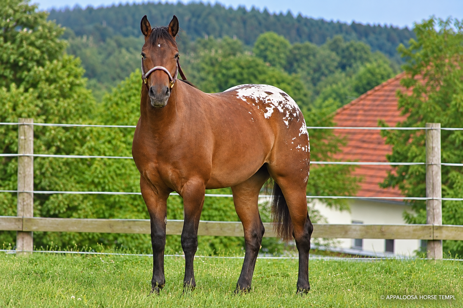HR Speed Melodie, jument Appaloosa baie à couverture, mère de TT Mighty Cloud