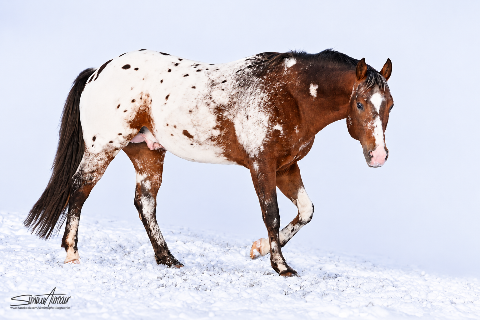 My TT Spirit Junior, étalon Appaloosa, père de TT Mighty Cloud